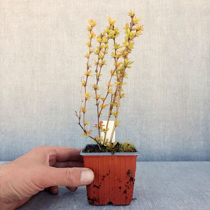 Spécimen de Berberis thunbergii Maria - Épine-vinette - Godet de 8/9 cm tel que livré au printemps