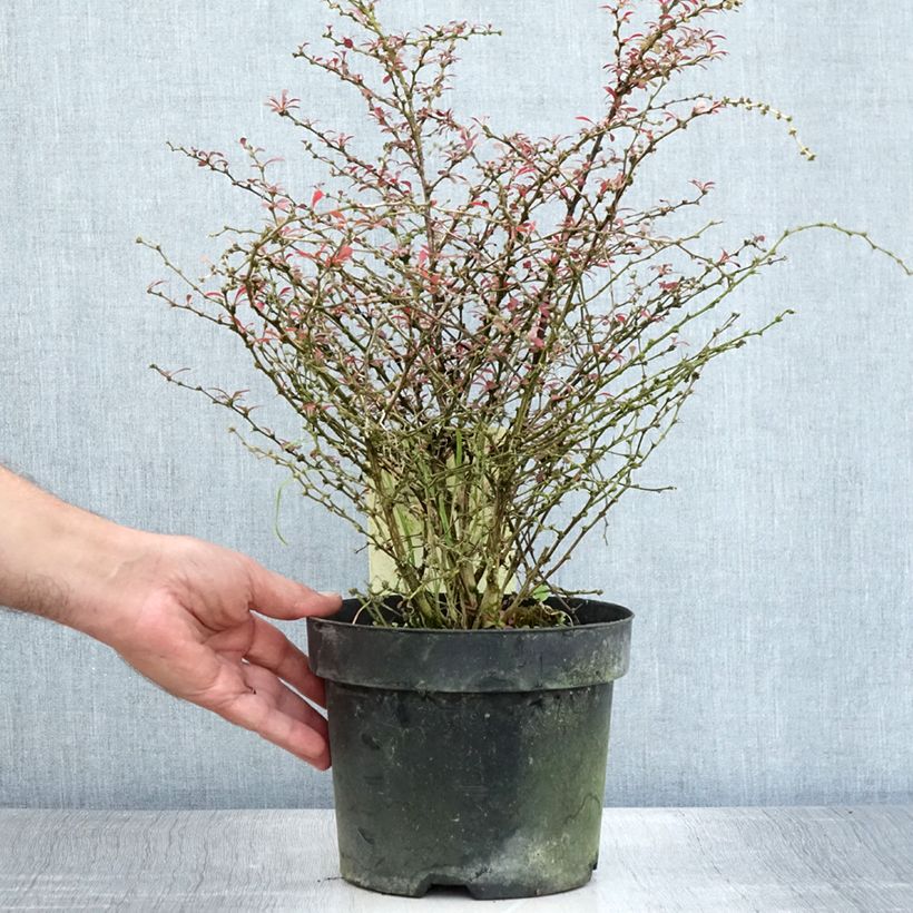Spécimen de Berberis thunbergii Orange Dream Pot de 2L/3L tel que livré en été