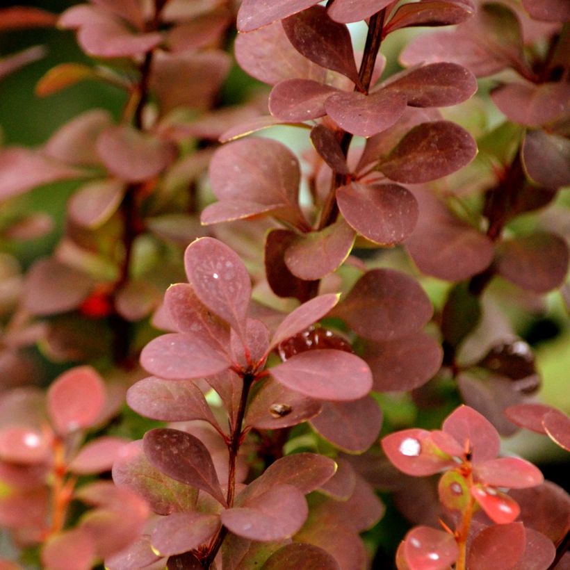 Berberis thunbergii Orange Rocket - Epine-vinette (Feuillage)