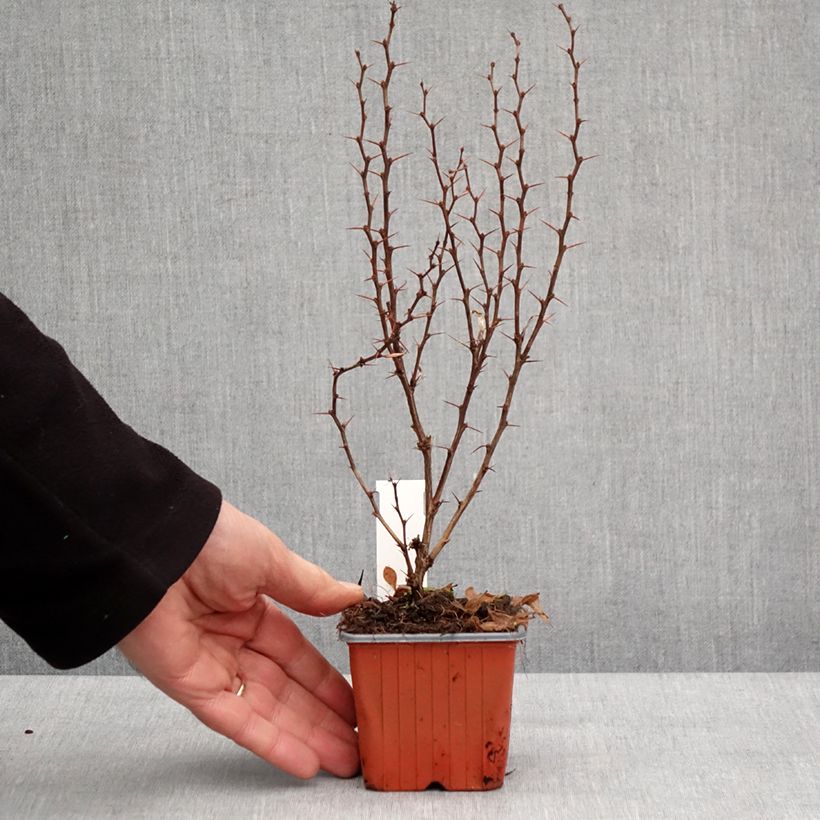 Spécimen de Berberis thunbergii Powwow - Epine-vinette Godet de 8/9 cm tel que livré en hiver