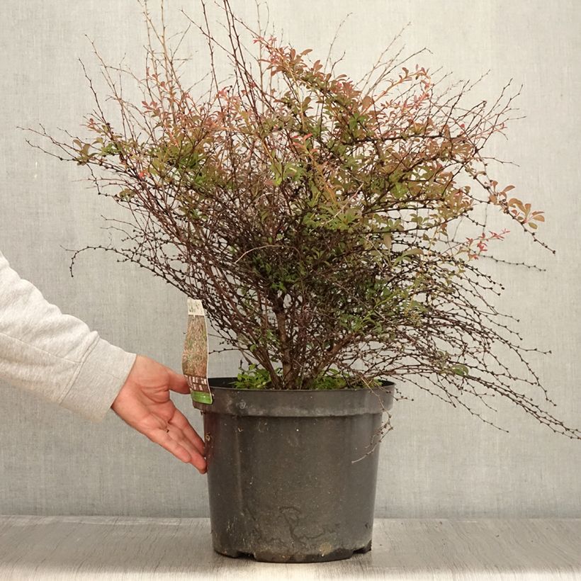 Spécimen de Berberis thunbergii Red Dream - Epine-vinette Pot de 7,5L/10L tel que livré en automne