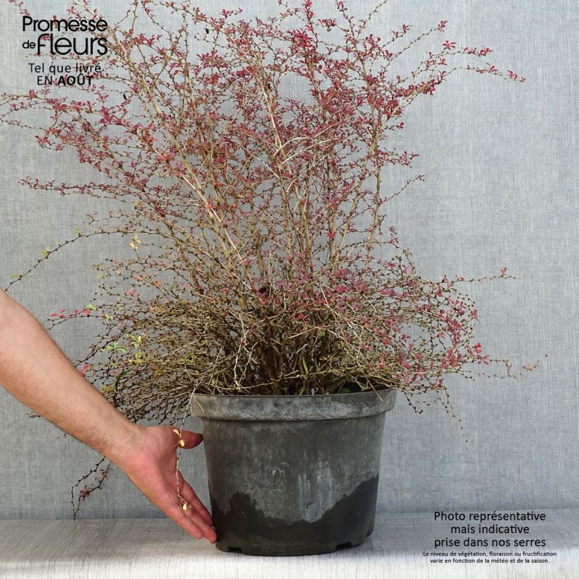Spécimen de Berberis thunbergii Red Dream - Epine-vinette Pot de 7,5L/10L tel que livré en été