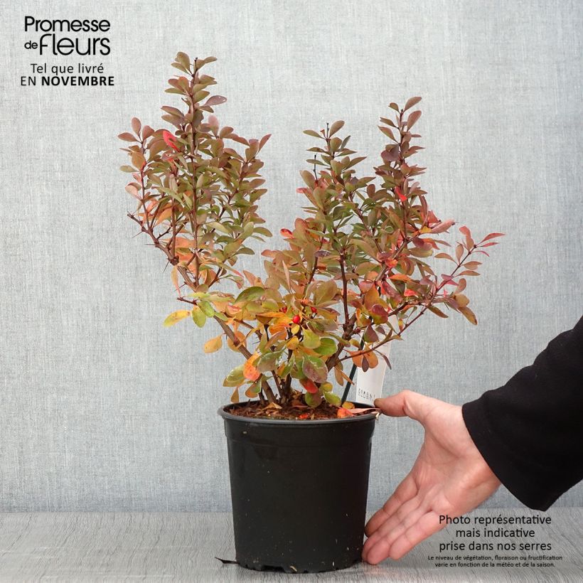 Spécimen de Beberis thunbergii Red Rocket - Epine-vinette Pot de 2L/3L tel que livré en automne