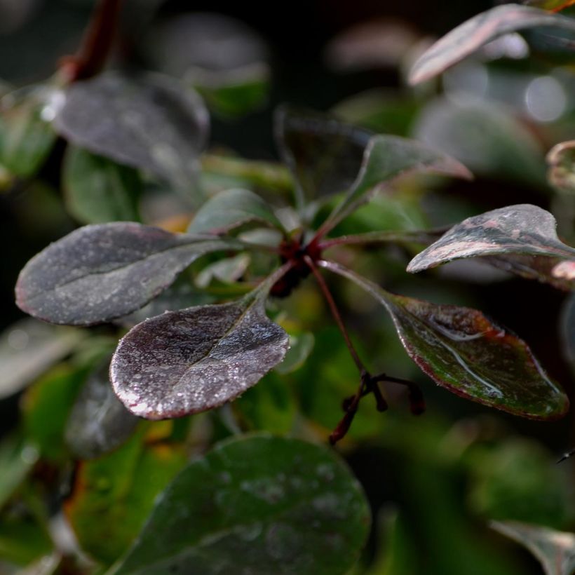 Berberis thunbergii Rosy Glow (Feuillage)