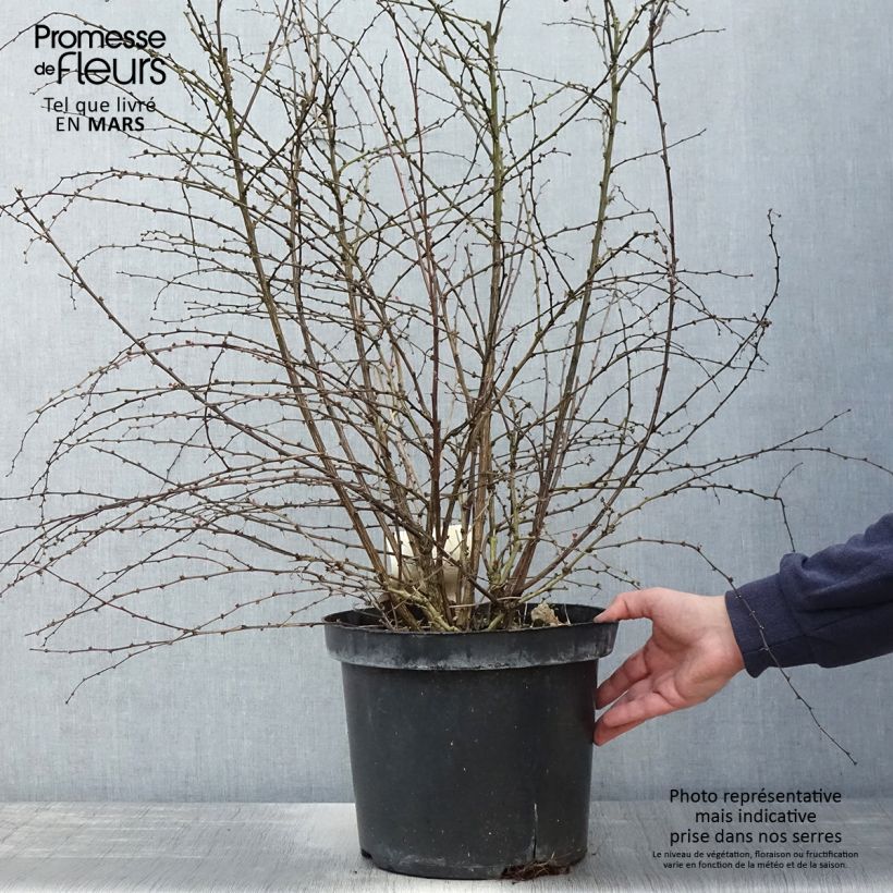 Spécimen de Berberis thunbergii Rosy Glow en pot de 10L tel que livré au printemps