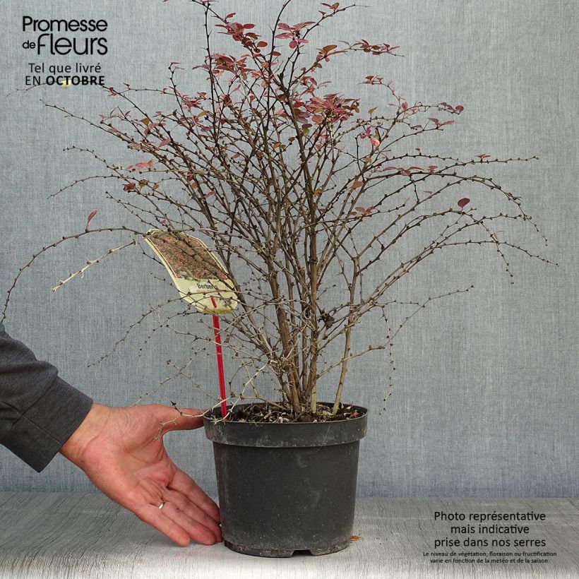 Spécimen de Berberis thunbergii Rosy Glow Pot de 2L/3L tel que livré en automne