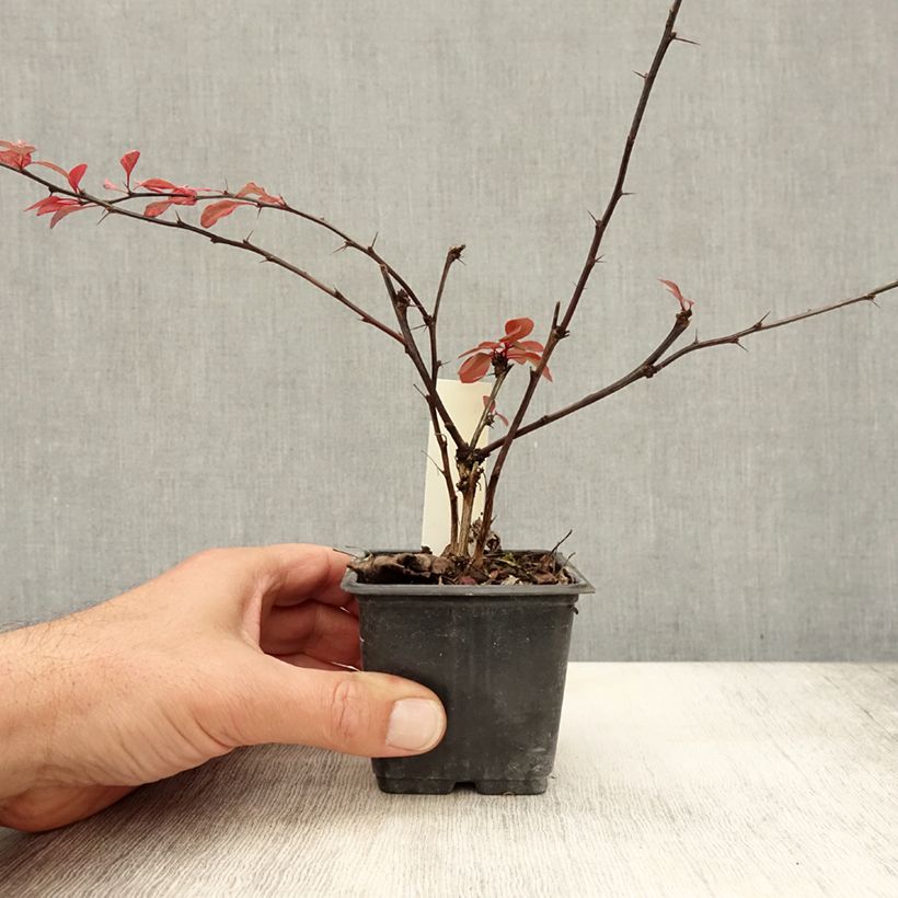 Spécimen de Berberis thunbergii Rosy Glow Godet de 8/9 cm tel que livré en automne
