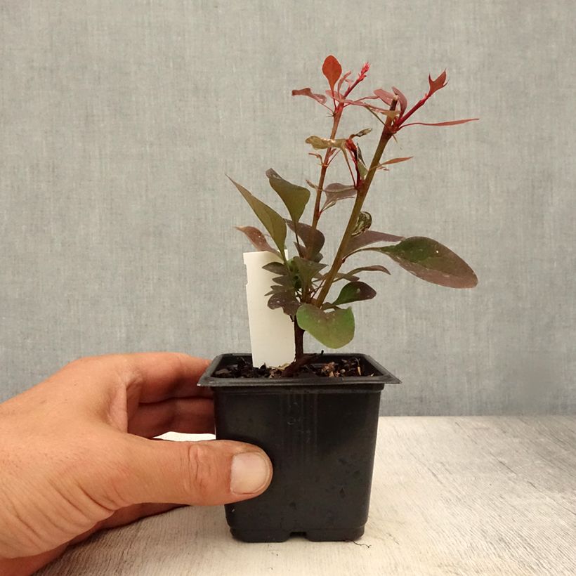 Spécimen de Berberis thunbergii Rosy Glow Godet de 8/9 cm tel que livré en été