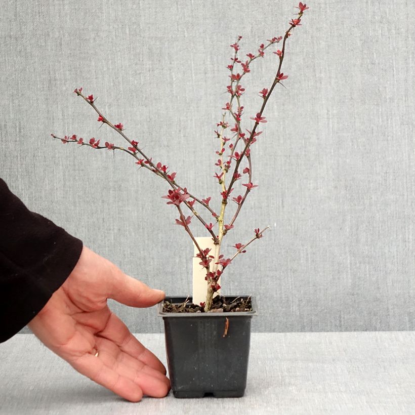 Spécimen de Berberis thunbergii Rosy Glow - Godet de 8/9 cm tel que livré au printemps