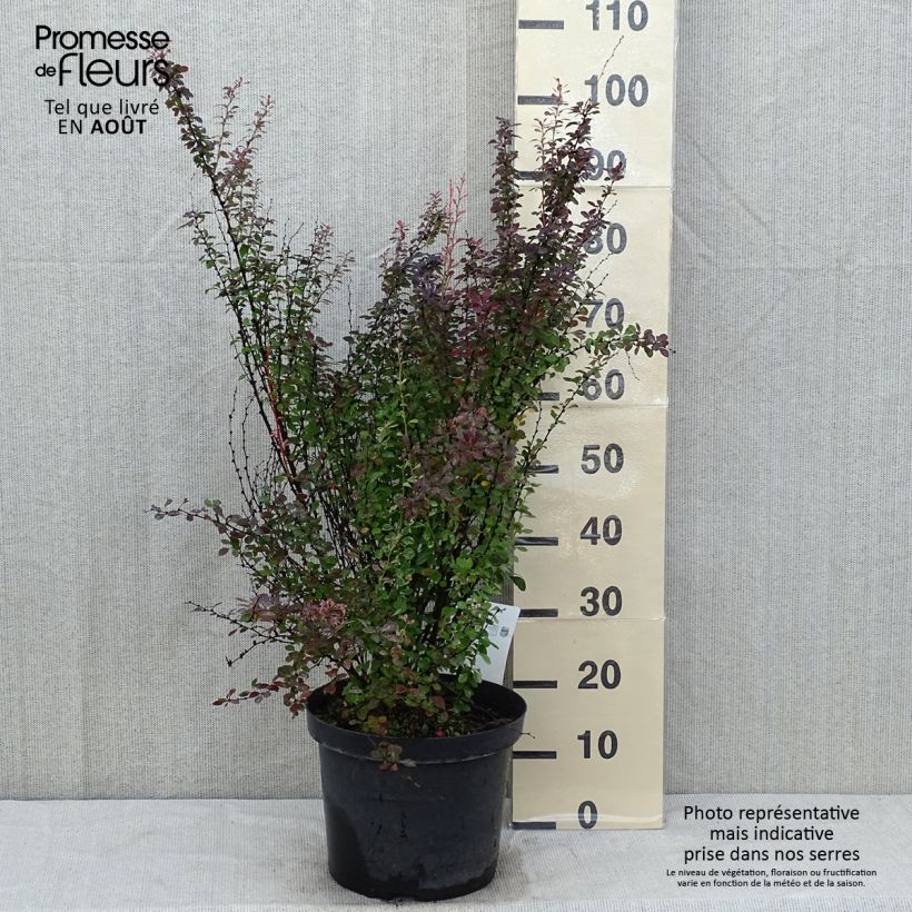 Spécimen de Berberis thunbergii Rosy Rocket Pot de 7,5L/10L tel que livré en été