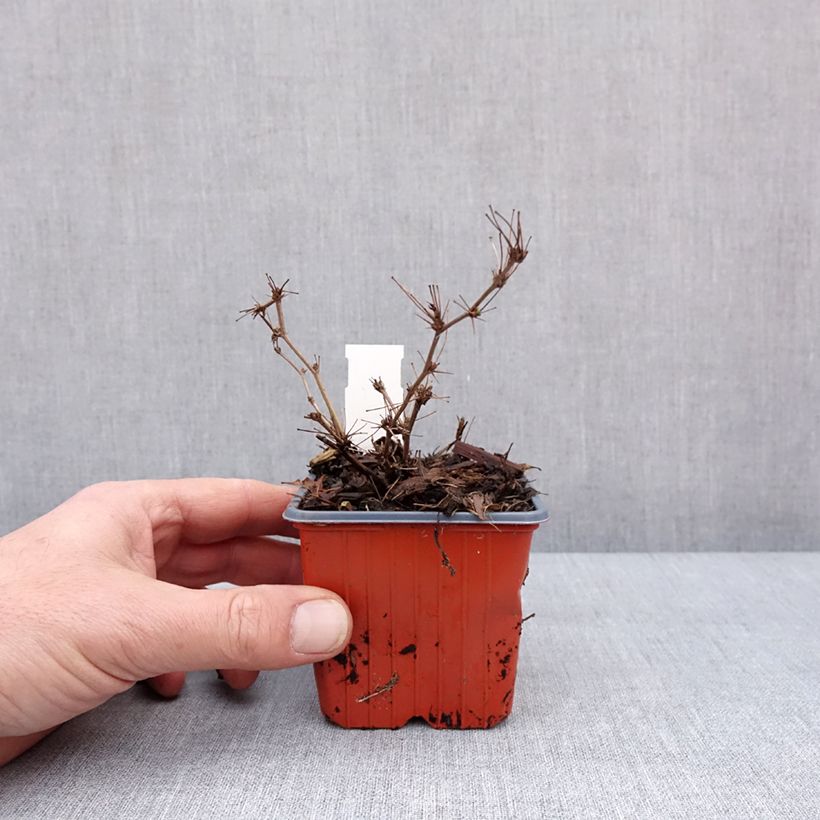 Spécimen de Berberis thunbergii Ruby Star - Epine-vinette - Godet de 8/9 cm tel que livré en hiver