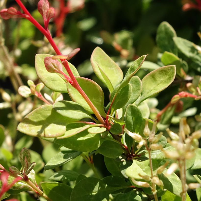 Berberis thunbergii Silver Beauty - Epine-vinette (Feuillage)