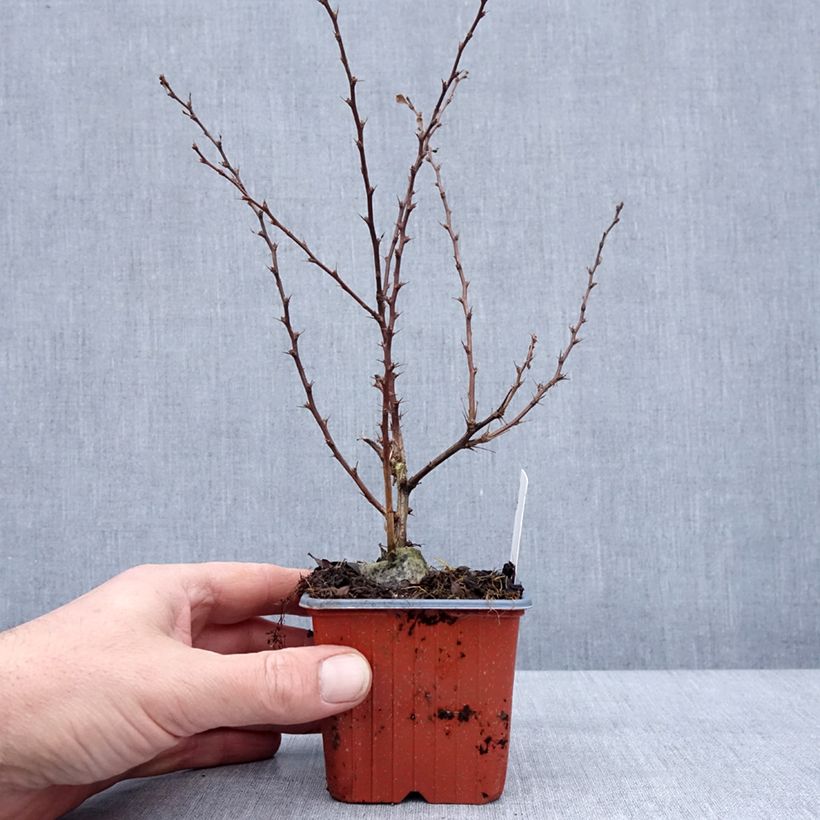 Spécimen de Berberis thunbergii Silver Beauty - Epine-vinette Godet de 8/9 cm tel que livré en hiver