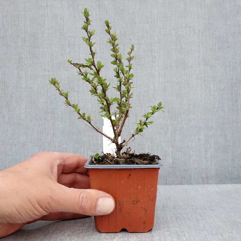 Spécimen de Berberis thunbergii Silver Beauty - Epine-vinette - Godet de 8/9 cm tel que livré au printemps