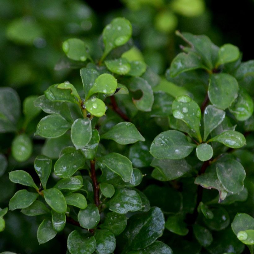 Berberis thunbergii Tiny Gold - Epine vinette (Feuillage)