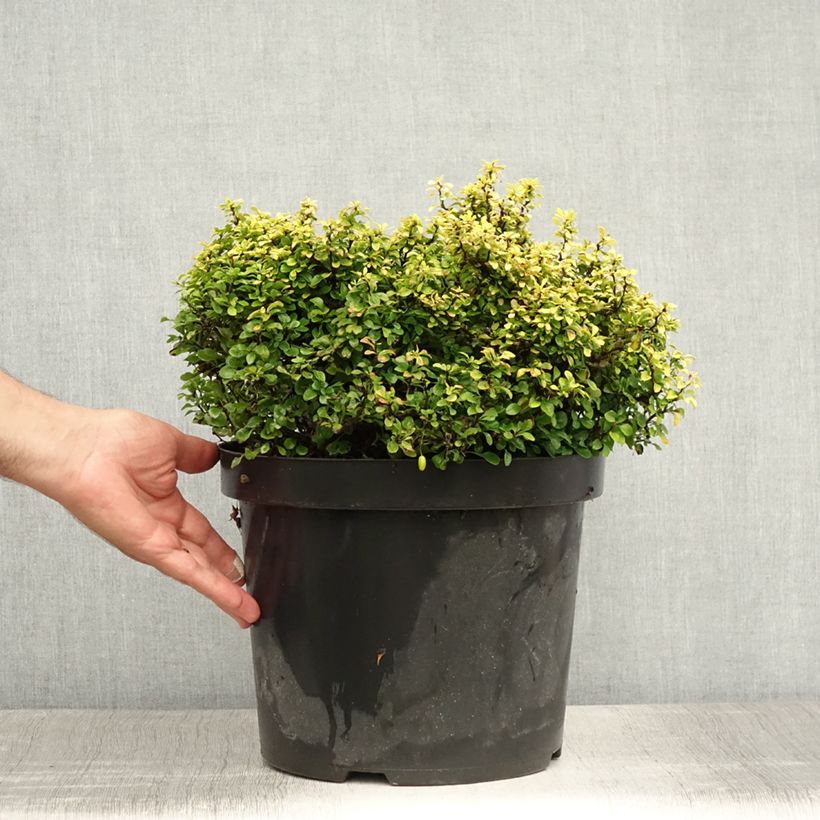 Spécimen de Berberis thunbergii Tiny Gold - Epine vinette Pot de 7,5L/10L tel que livré en été