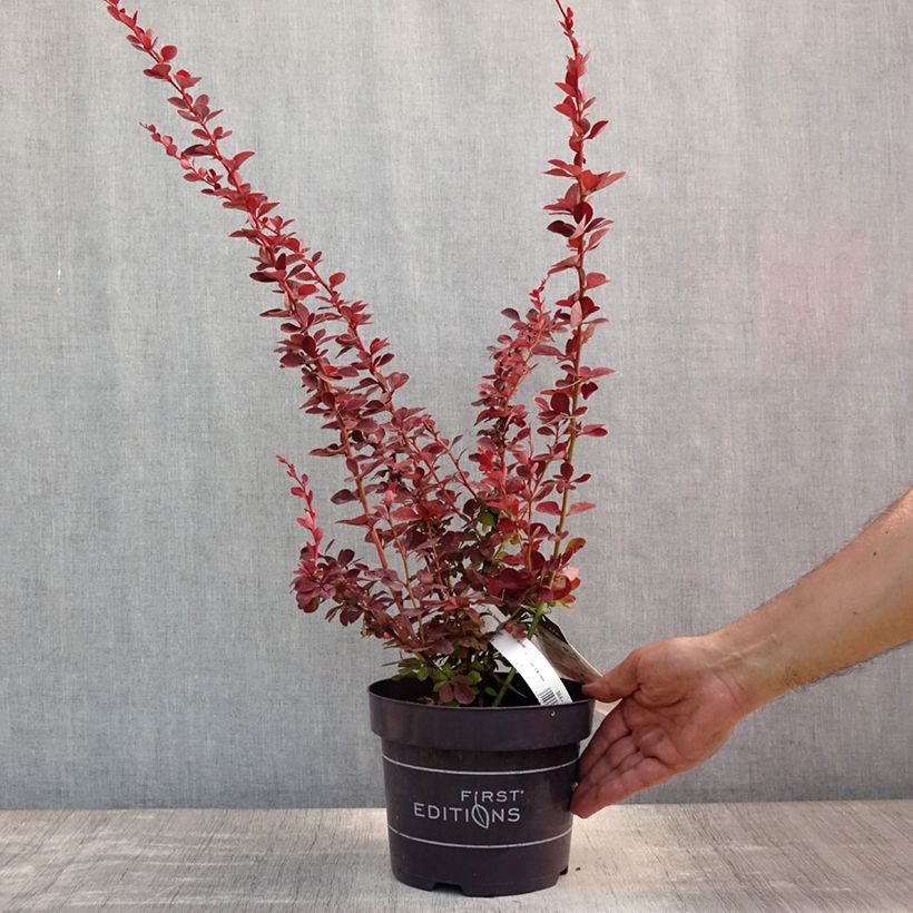 Spécimen de Berberis thunbergii Toscana Pot de 2L/3L tel que livré en été