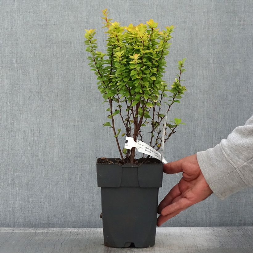 Spécimen de Berberis thunbergii Yellow Tower - Epine-vinette Pot de 2L/3L tel que livré en automne
