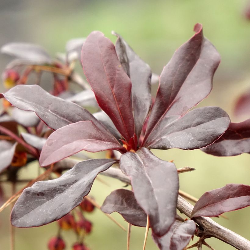 Berberis Thunderbolt® - Epine-vinette (Feuillage)