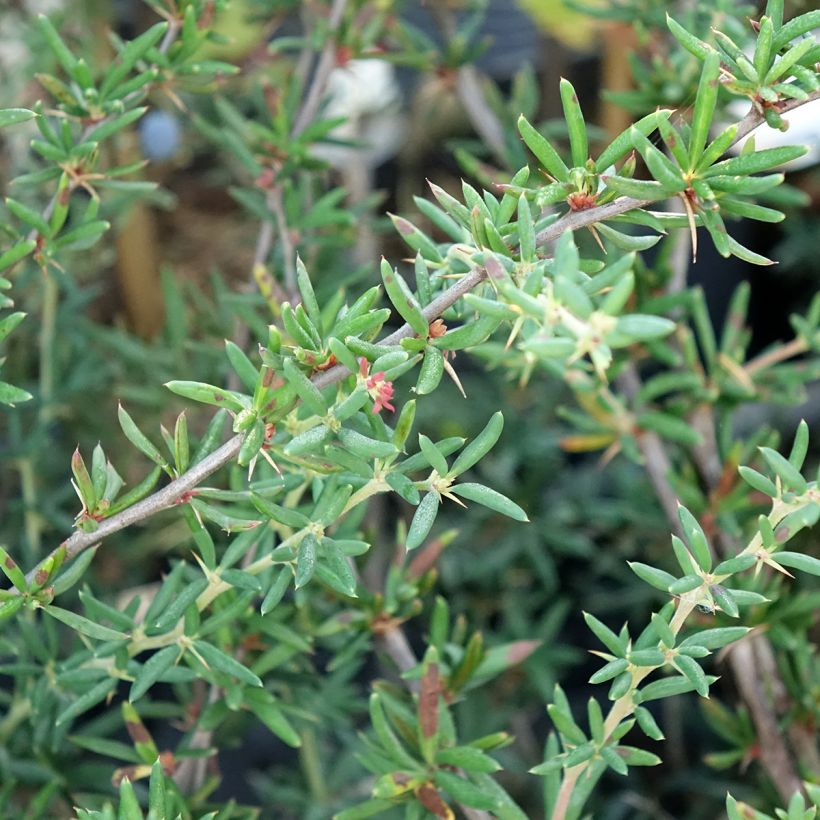 Berberis x stenophylla - Épine-vinette à feuilles étroites  (Feuillage)
