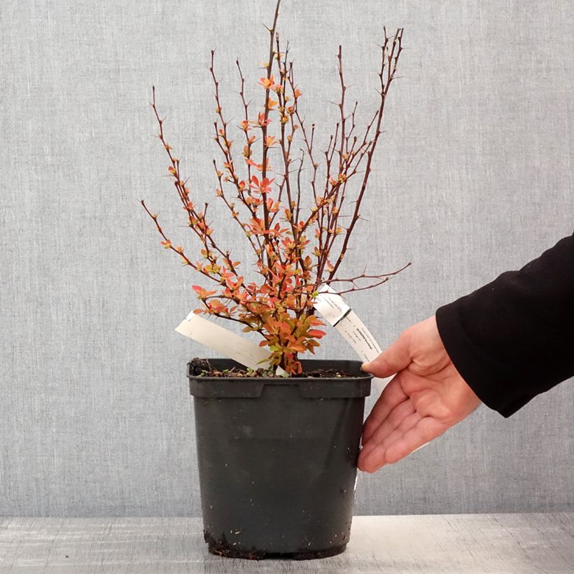 Spécimen de Berberis (x) thunbergii Orange Ice - Epine-vinette Pot de 2L/3L tel que livré au printemps