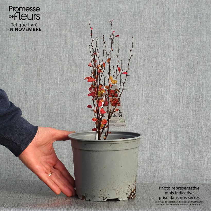 Spécimen de Berberis (x) thunbergii Orange Ice - Epine-vinette Pot de 2L/3L tel que livré en automne