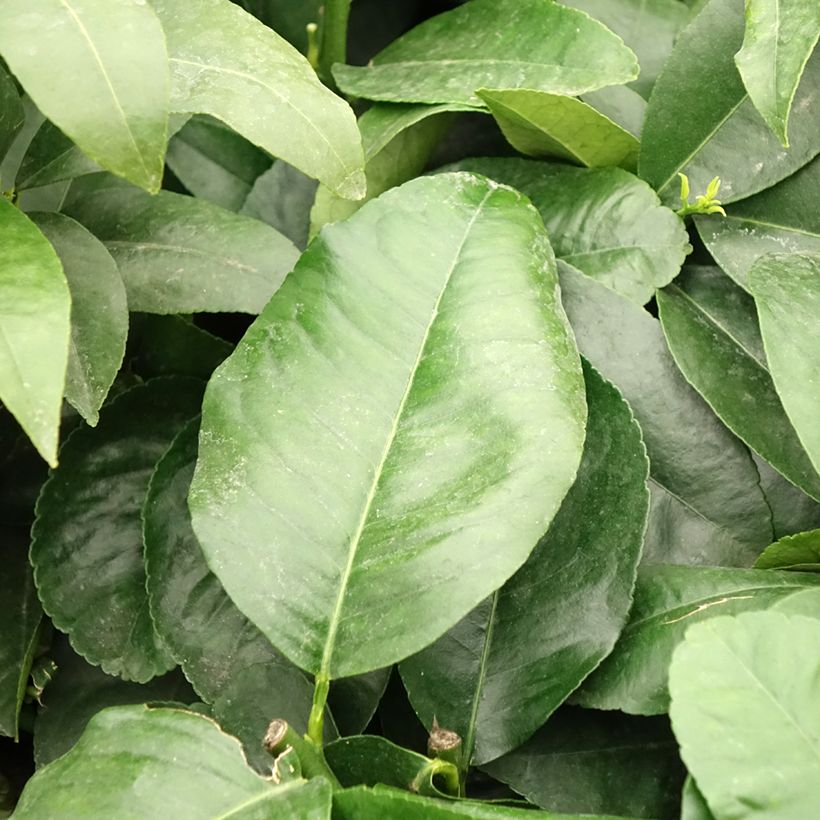 Bergamote - Citrus bergamia (Feuillage)