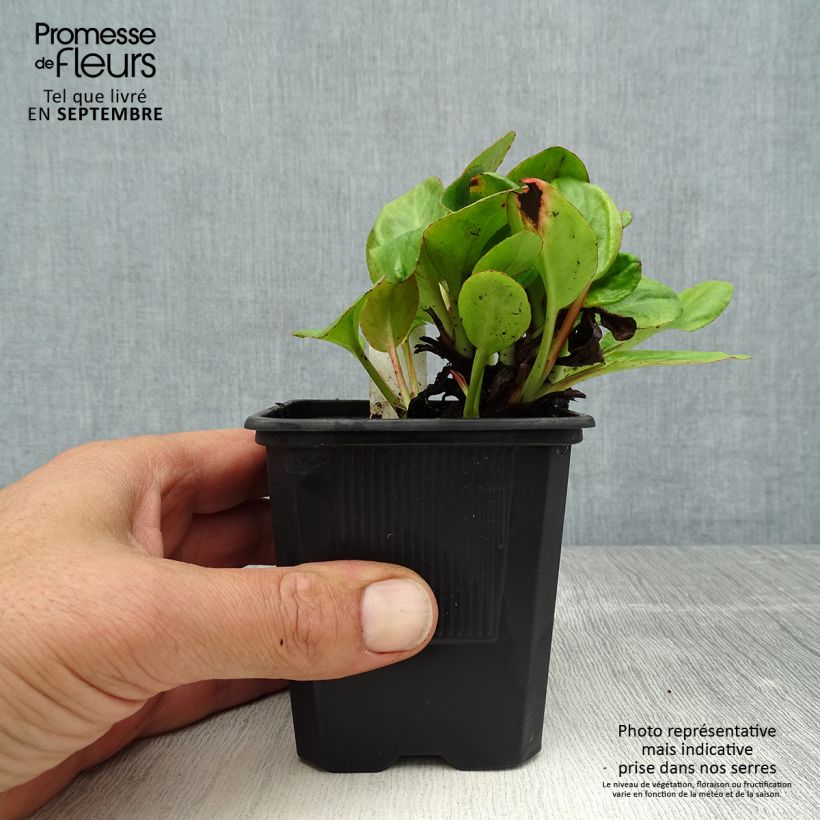 Spécimen de Bergenia Bartok - Plante des savetiers Godet de 8/9 cm tel que livré en été