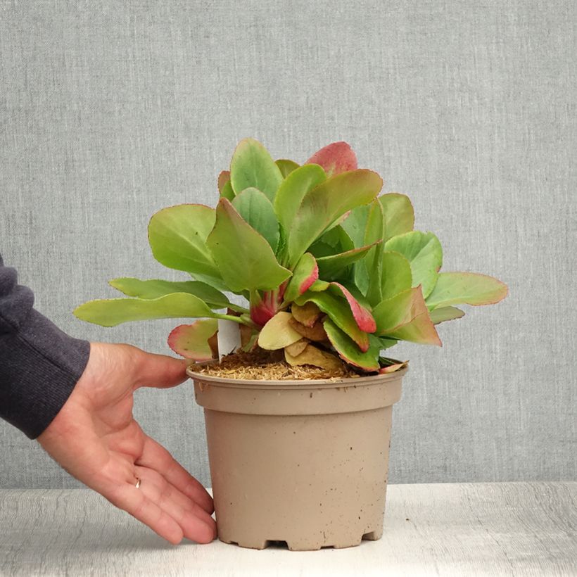 Spécimen de Bergenia Bressingham White Pot de 1,5L/2L tel que livré en été