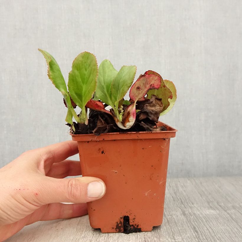 Spécimen de Bergenia Bressingham White - pot de 1.5L/2L tel que livré au printemps