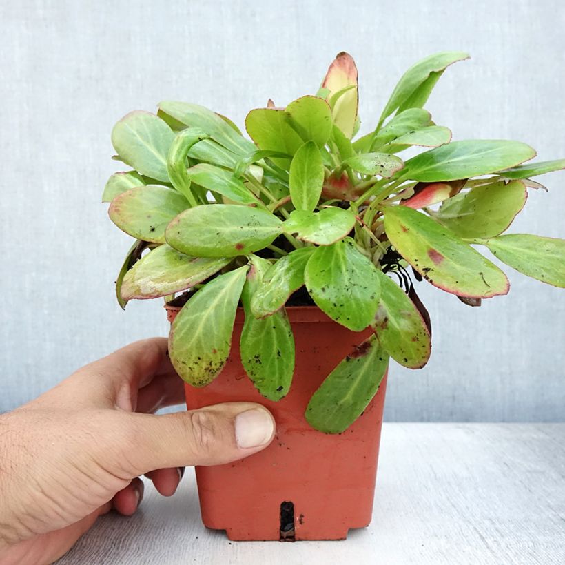 Spécimen de Bergenia cordifolia Silberlicht - Plante des savetiers Pot de 1L/1,5L tel que livré en été