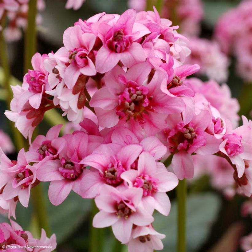 Bergenia Dragonfly Sakura - Plante des savetiers (Floraison)