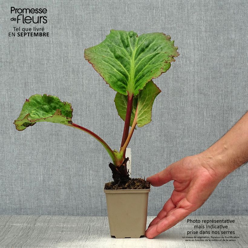 Spécimen de Bergenia Eden's Magic Giant - Plante des savetiers Godet de 8/9 cm tel que livré en été