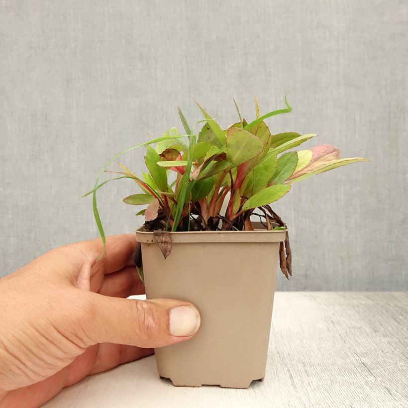 Spécimen de Bergenia Flirt - Plante des savetiers Godet de 8/9 cm tel que livré en été
