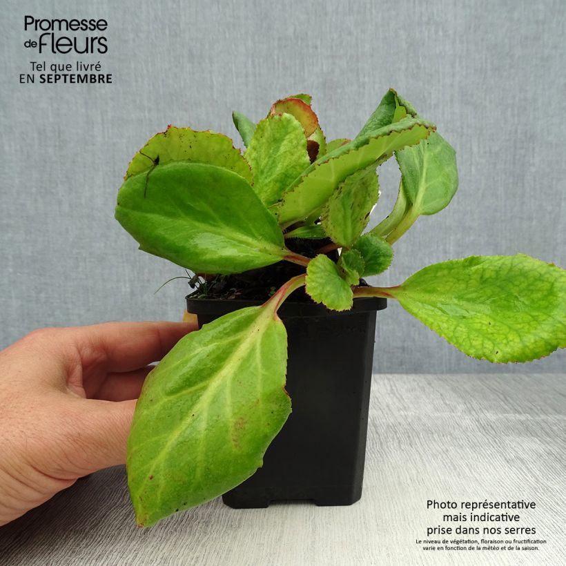 Spécimen de Bergenia hybride Abendglut Godet de 8/9 cm tel que livré en été