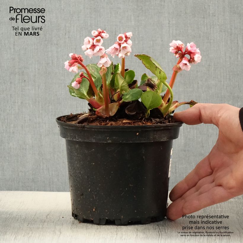 Spécimen de Bergenia hybride Harzkristall - Pot de 2L/3L tel que livré au printemps