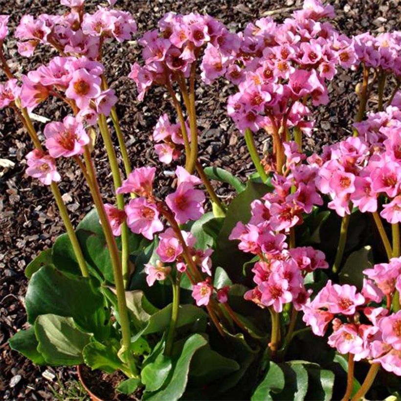 Bergenia Rosenkristall (Floraison)