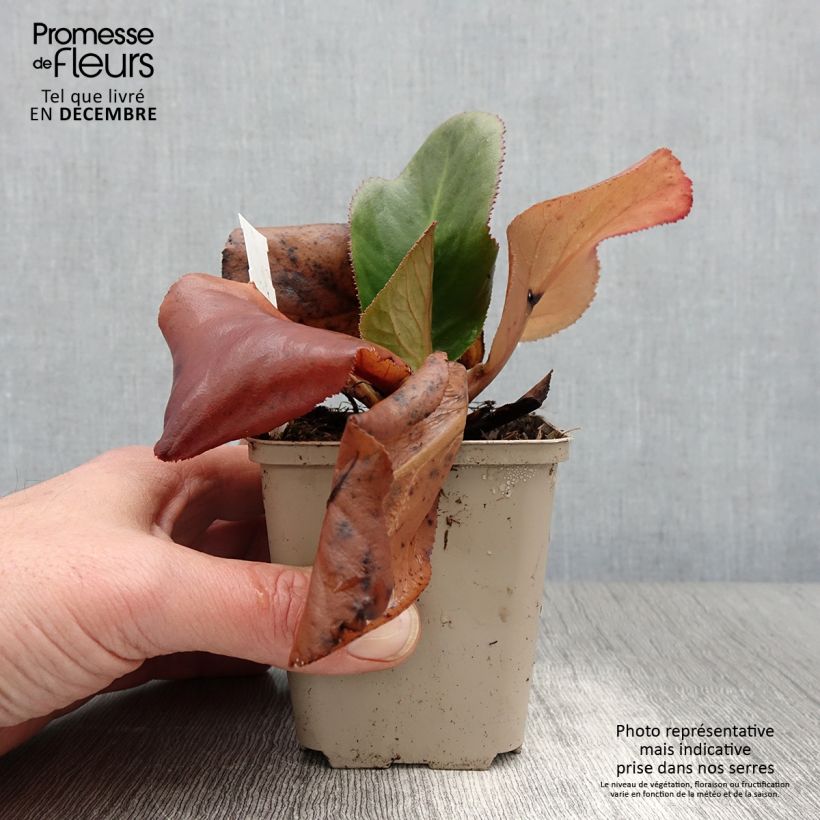 Spécimen de Bergenia Ice Queen - Plante des savetiers Godet de 8/9 cm tel que livré en automne