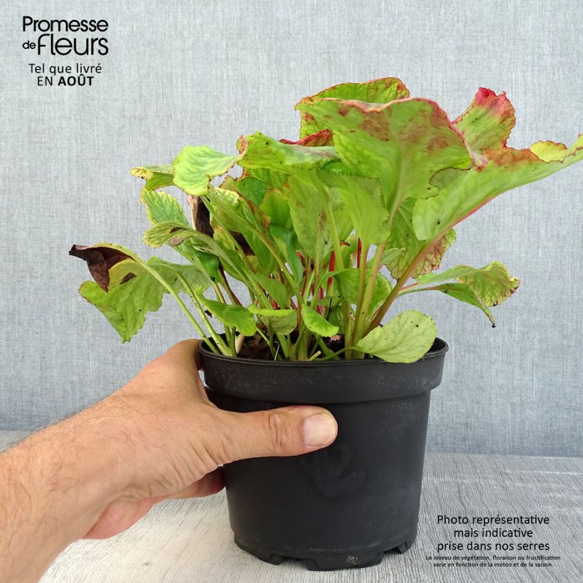 Spécimen de Bergenia Morgenrote - Plante des savetiers Pot de 2L/3L tel que livré en été