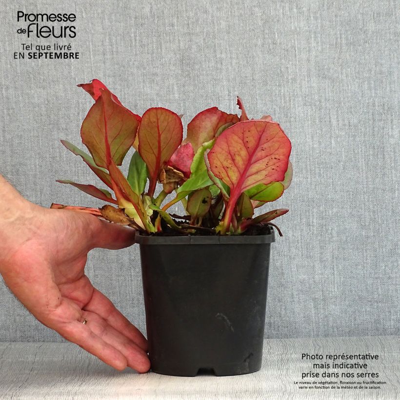 Spécimen de Bergenia Ouvertüre Pot de 1,5L/2L tel que livré en été