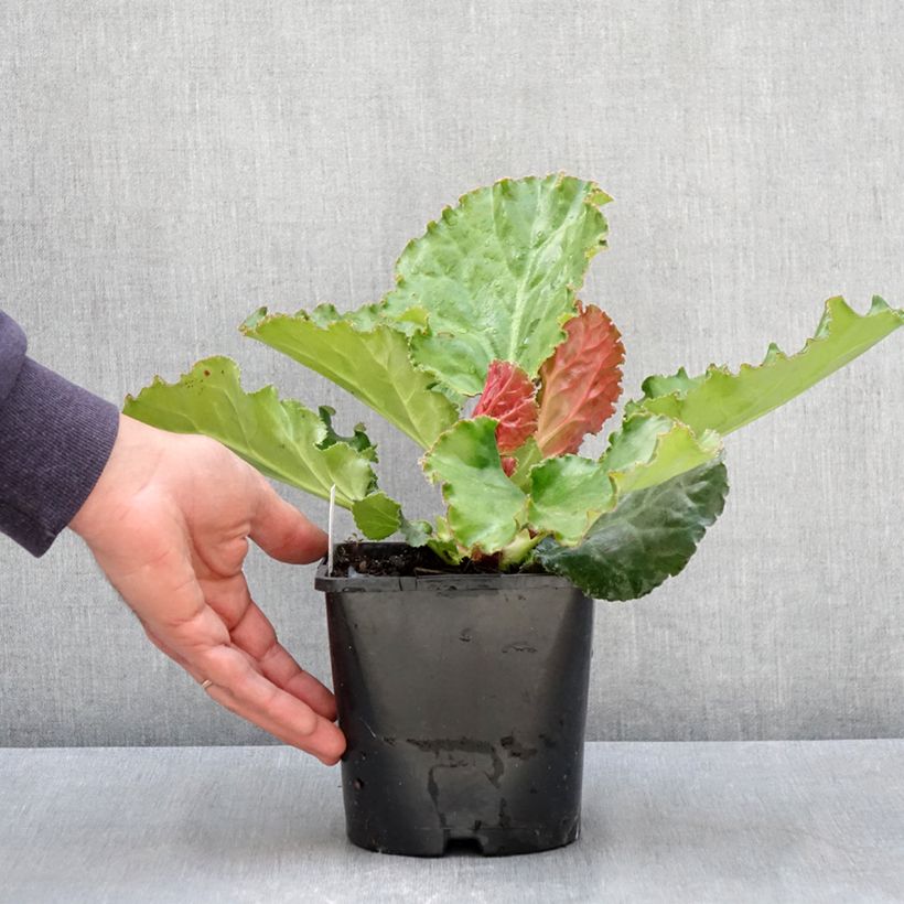 Spécimen de Bergenia Ripple Effect Pot de 2L/3L tel que livré au printemps