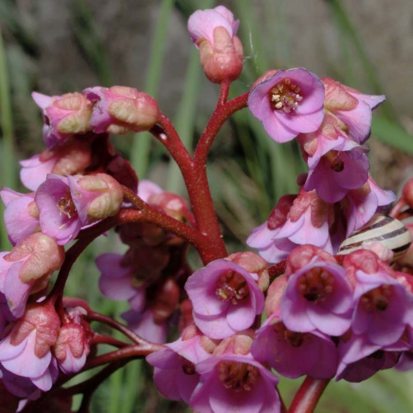 Bergenia schmidtii - Plante des savetiers (Floraison)