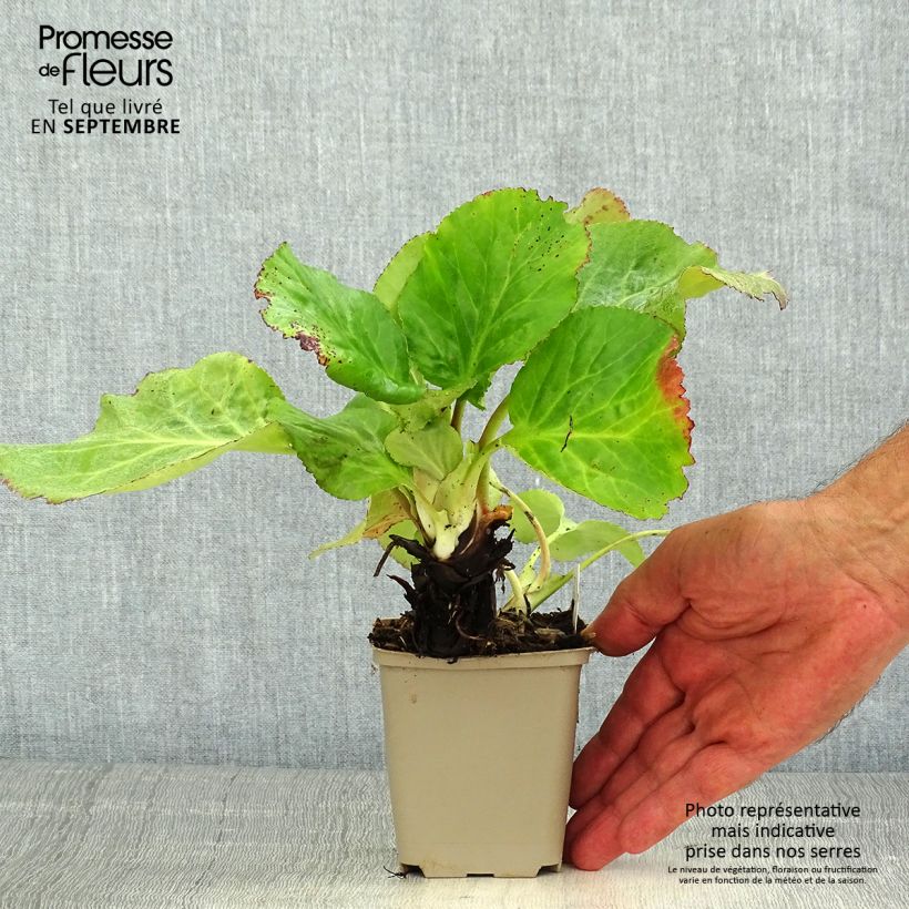 Spécimen de Bergenia schmidtii - Plante des savetiers Godet de 8/9 cm tel que livré en été