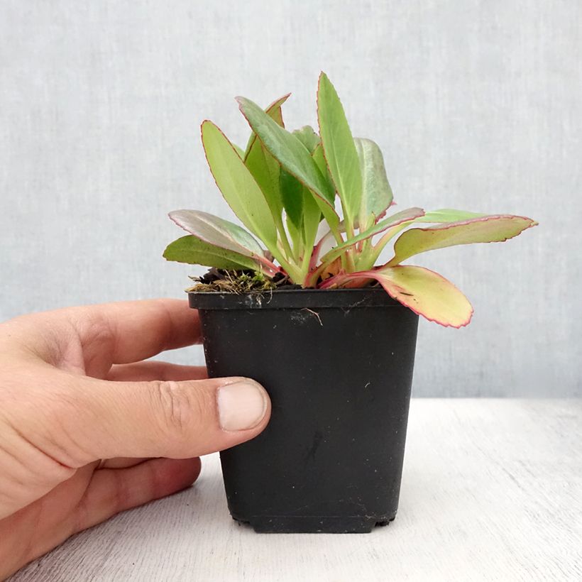 Spécimen de Bergenia Wintermarchen - Bergénie Godet de 8/9 cm tel que livré en été