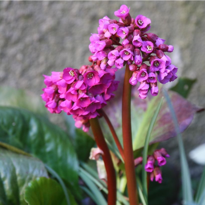Bergenia purpurascens - Plante des savetiers (Floraison)