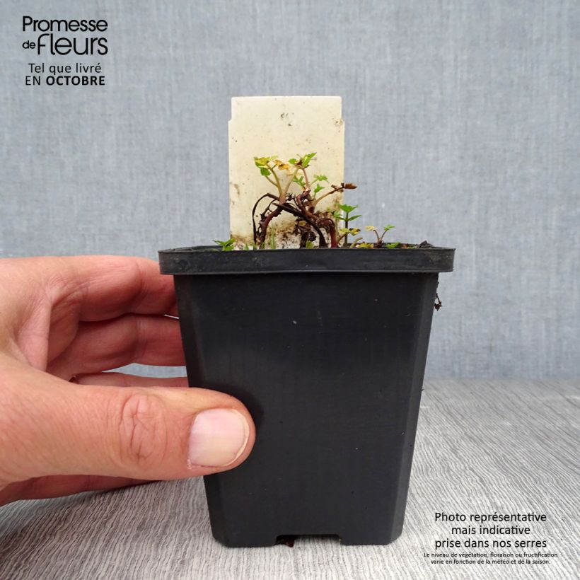 Spécimen de Berula erecta - Berle dressée, Cresson sauvage Godet de 8/9 cm tel que livré en automne