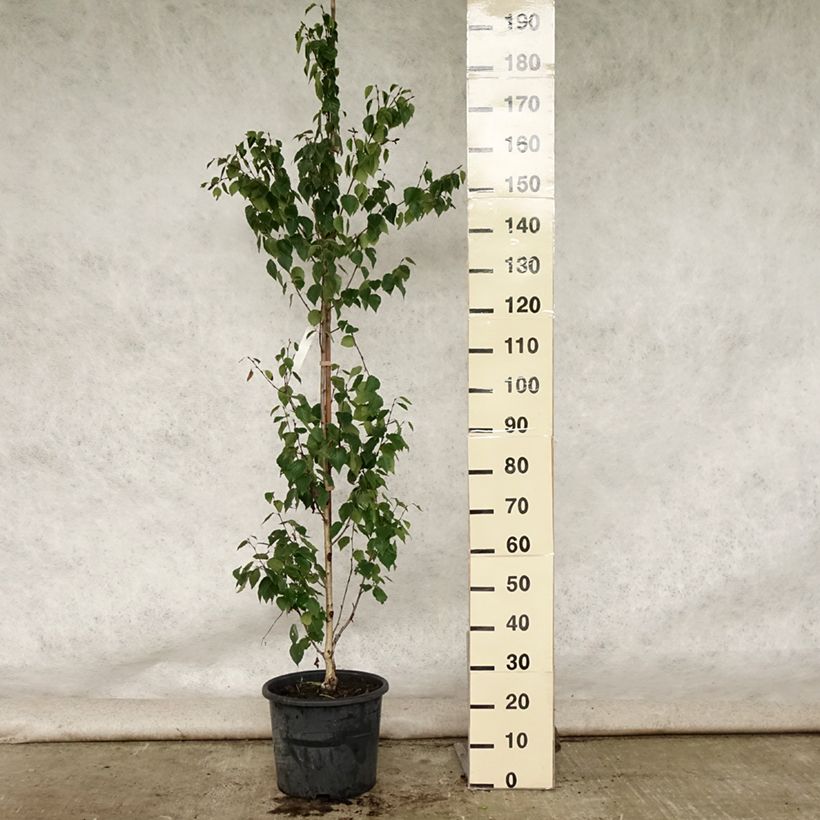 Spécimen de Betula ermanii Holland - Bouleau d'Erman  Pot de 12L/15L tel que livré en été