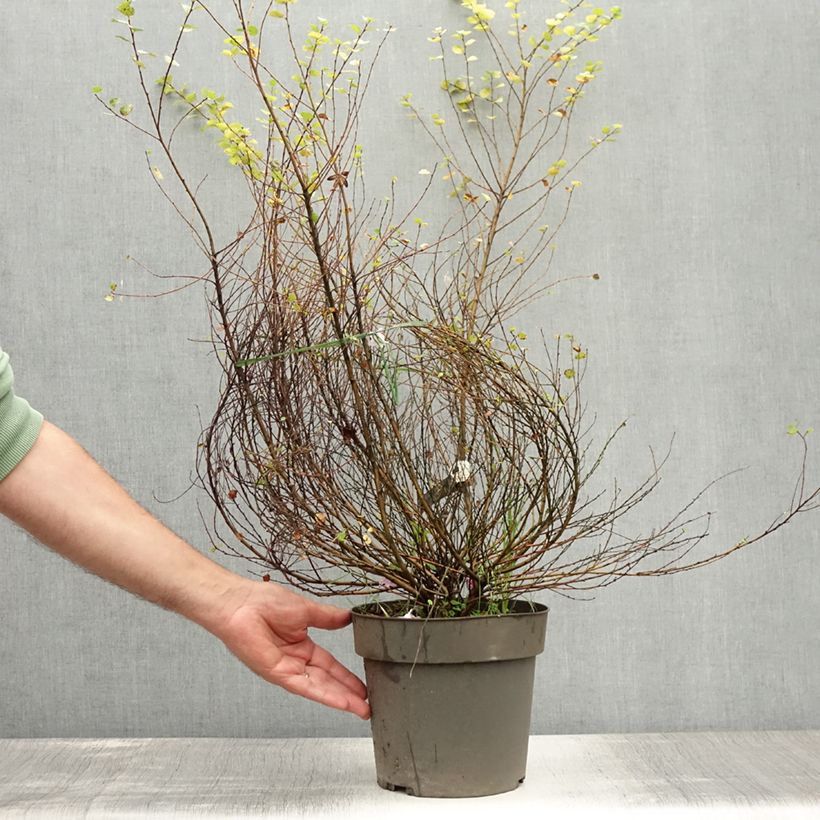 Spécimen de Betula nana Golden Treasure - Bouleau nain à feuillage doré Pot de 3L/4L tel que livré en été