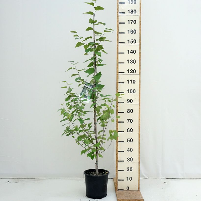 Spécimen de Betula papyrifera - Bouleau à papier Pot de 7,5L/10L tel que livré en été