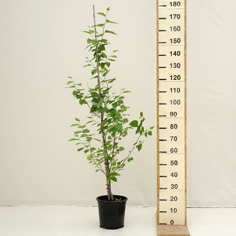 Spécimen de Betula papyrifera - Bouleau à papier Pot de 7,5L/10L tel que livré au printemps